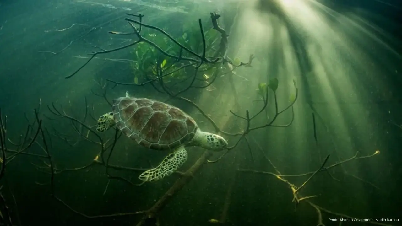 Global Voices Unite at Xposure 2026 Ocean Conservation Summit