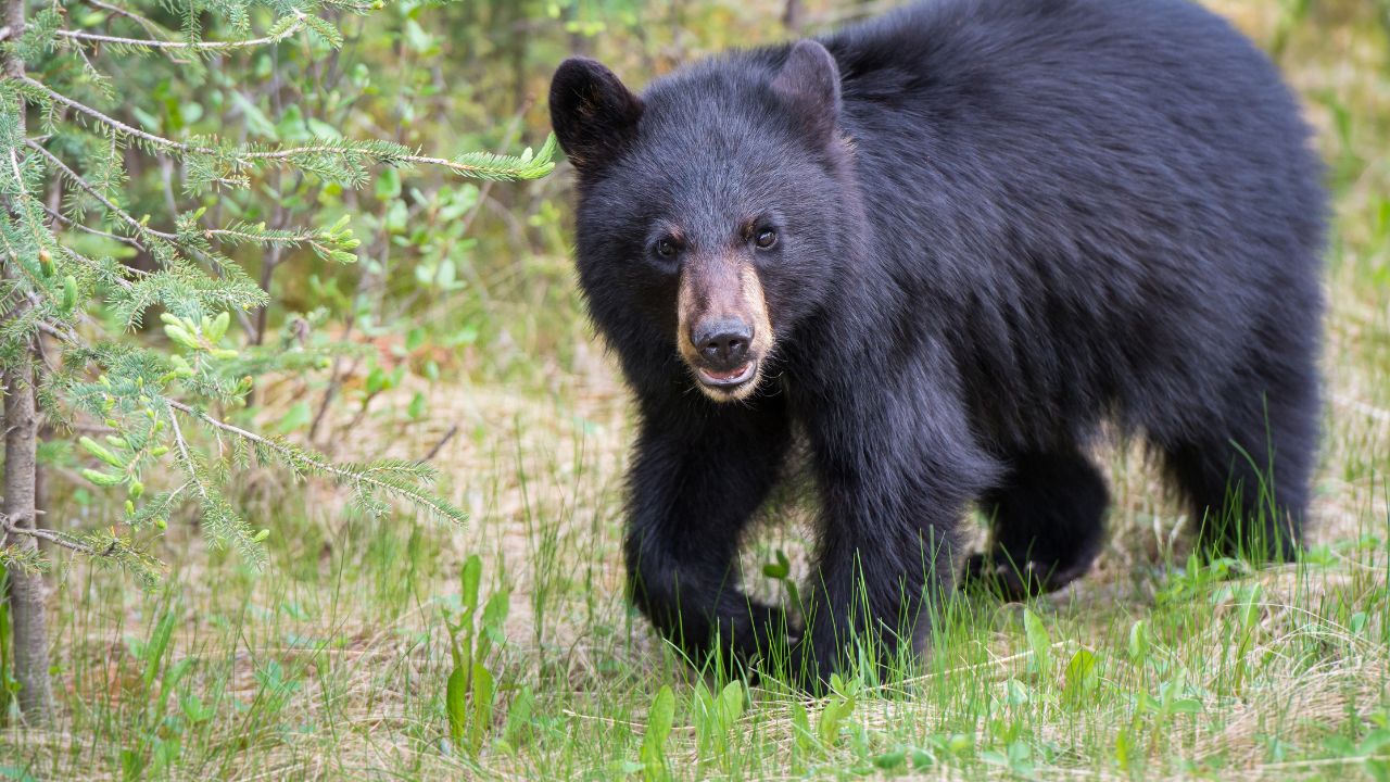 BC Conservation Officers Report Fewer Black Bears Killed in 2025, Lowest in Over a Decade