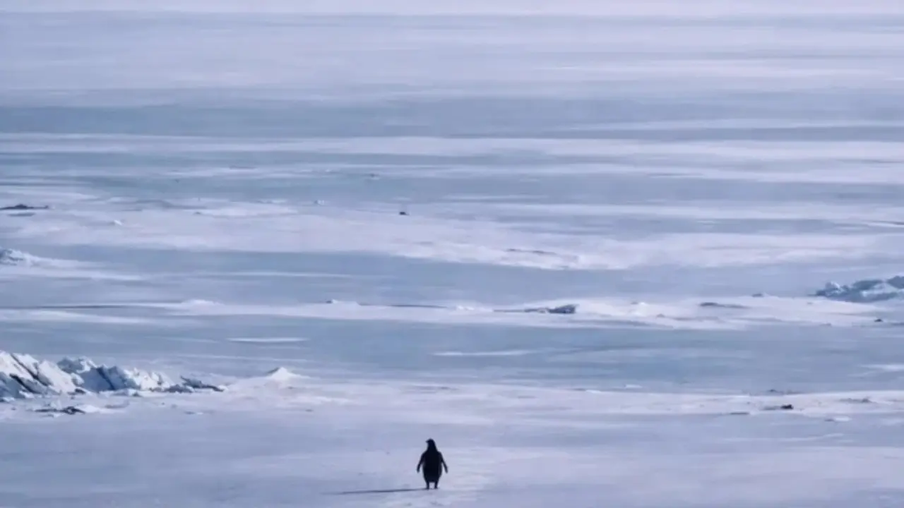 Unpacking the Viral Sensation of the 'Nihilist Penguin'