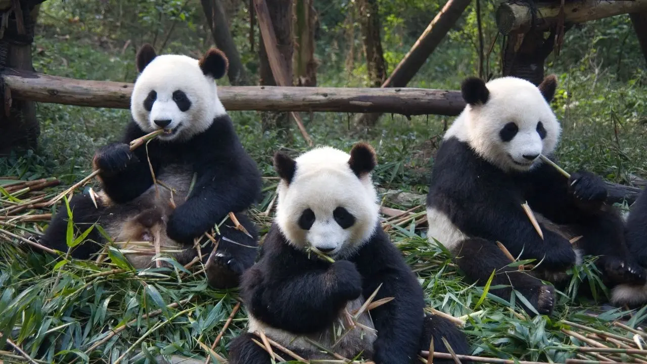 Japan Bids Emotional Farewell to Its Last Giant Pandas Amid Sino-Japanese Tensions