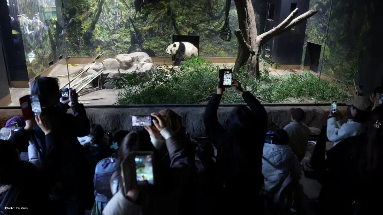 Panda Twins Xiao Xiao and Lei Lei Return to Their Chinese Roots