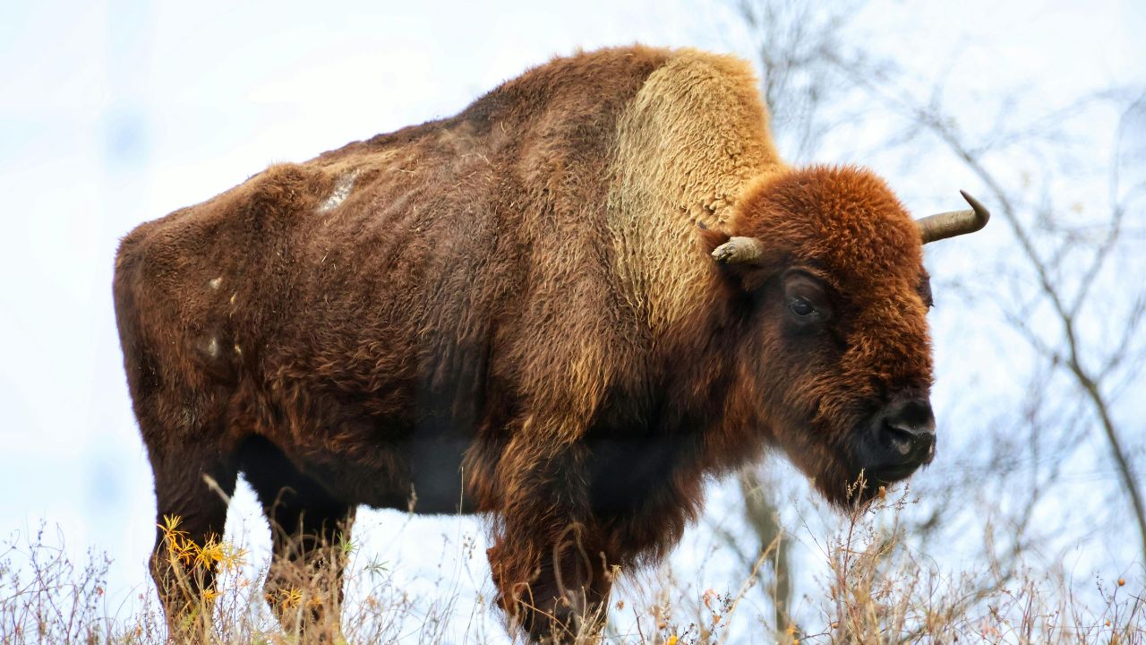 University of Saskatchewan Launches Bison Sustainability Research Project