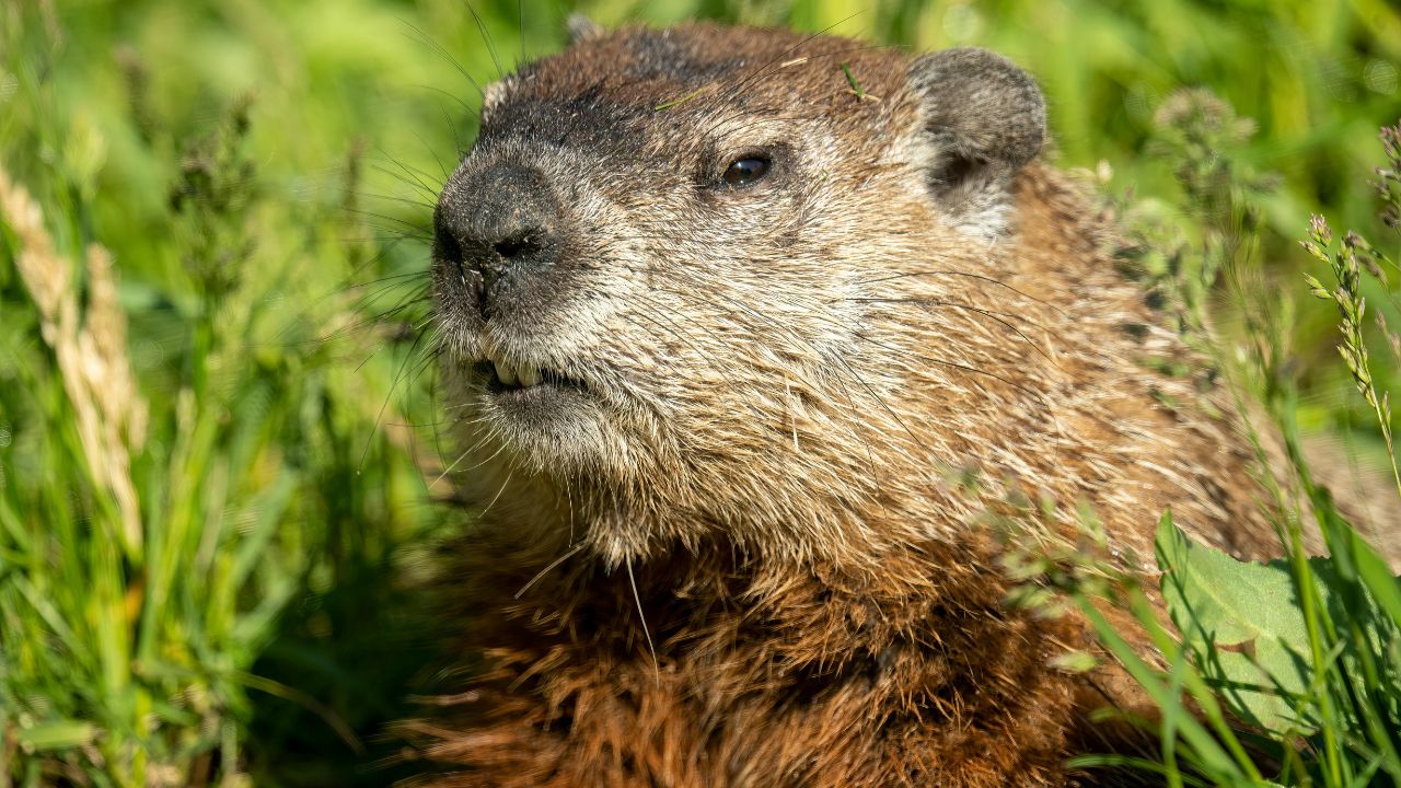 Groundhog Day 2026: Fred and Willie to Predict Spring, Sam Not Participating