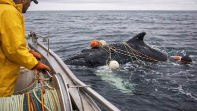 Canada Launches Whalesafe Fishing Gear Strategy to Protect Whales