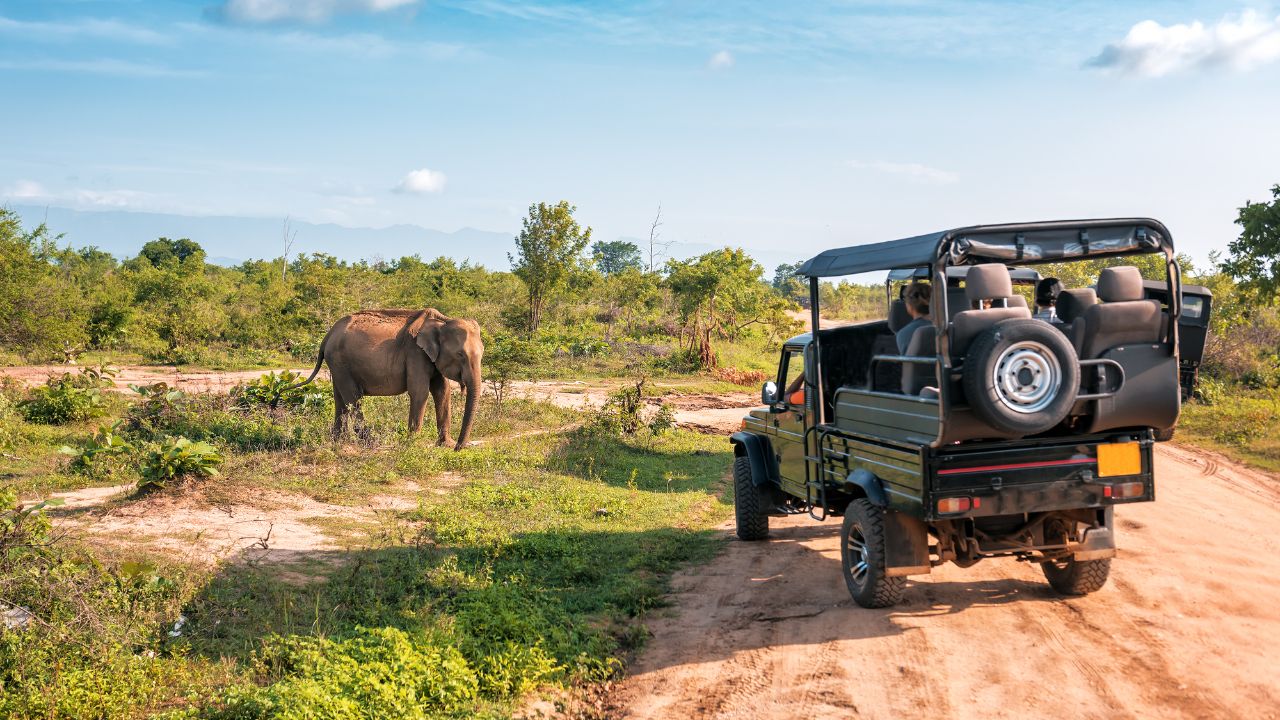 Tourist Killed by Elephant in Thailand National Park