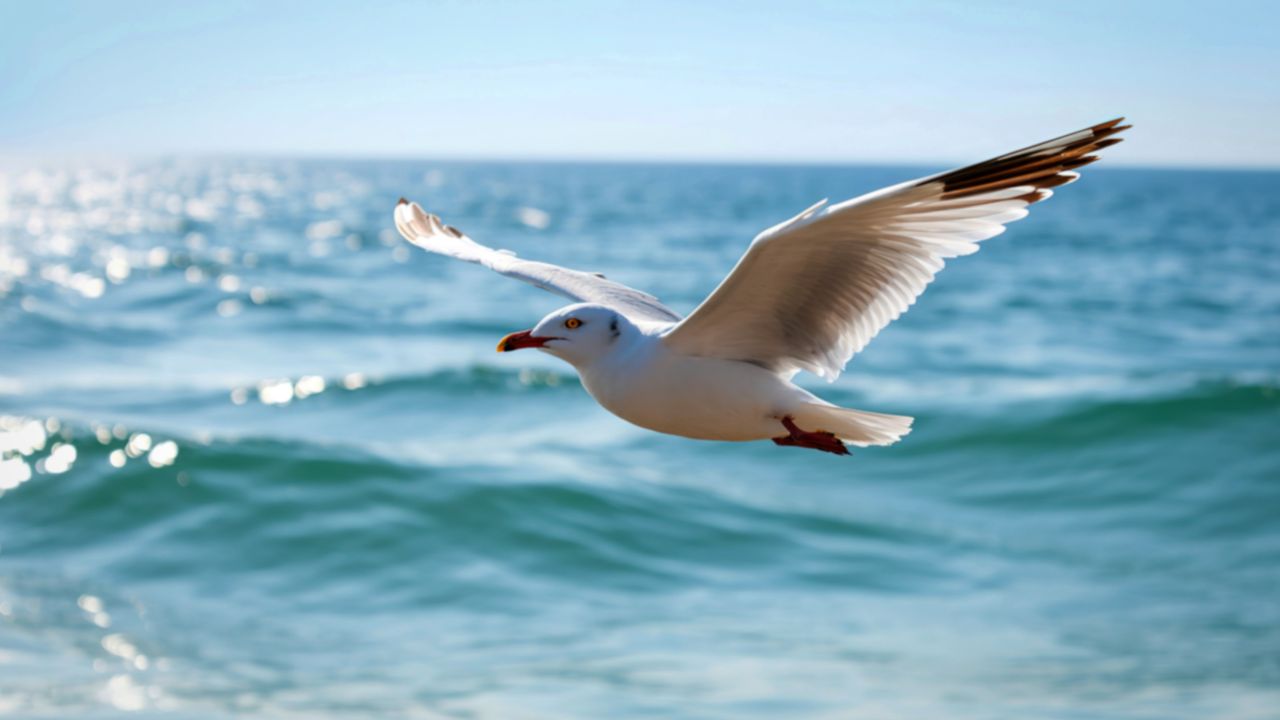 US Man Jailed After Killing Seagull Over Daughter’s Food