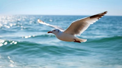 US Man Jailed After Killing Seagull Over Daughter’s Food