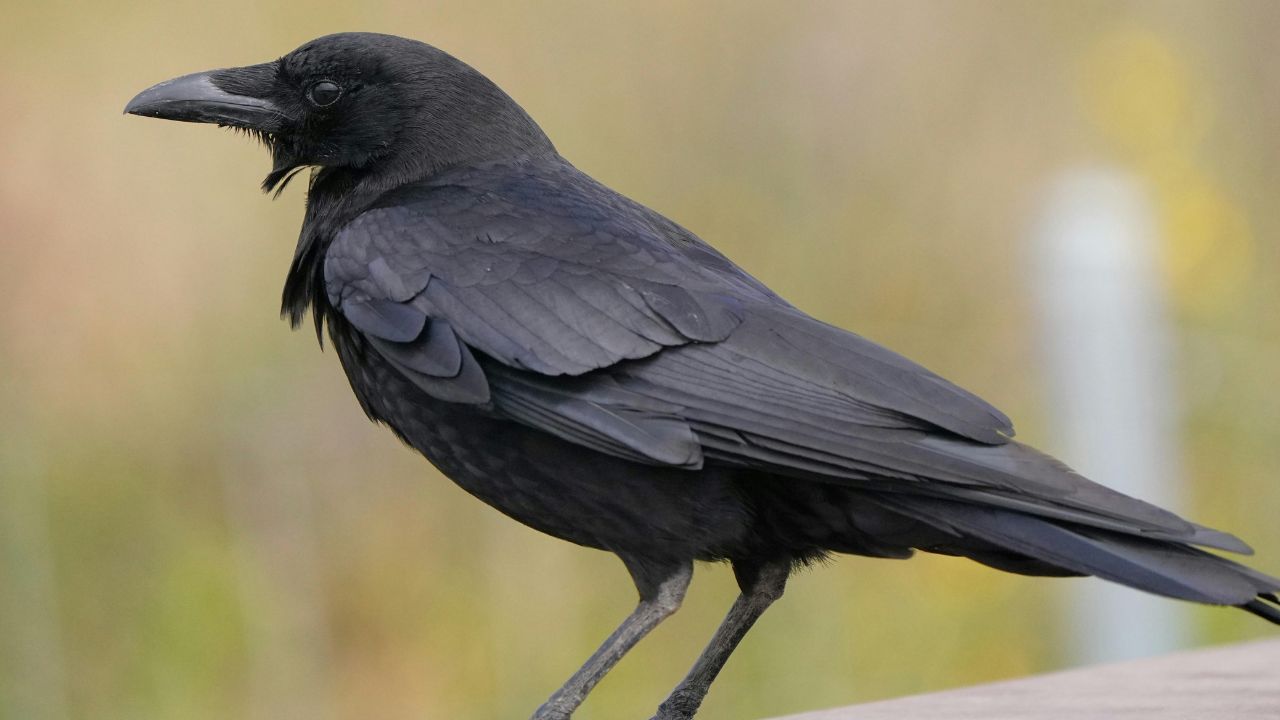 Crow With Broken Beak Sparks Rescue Effort in B.C.
