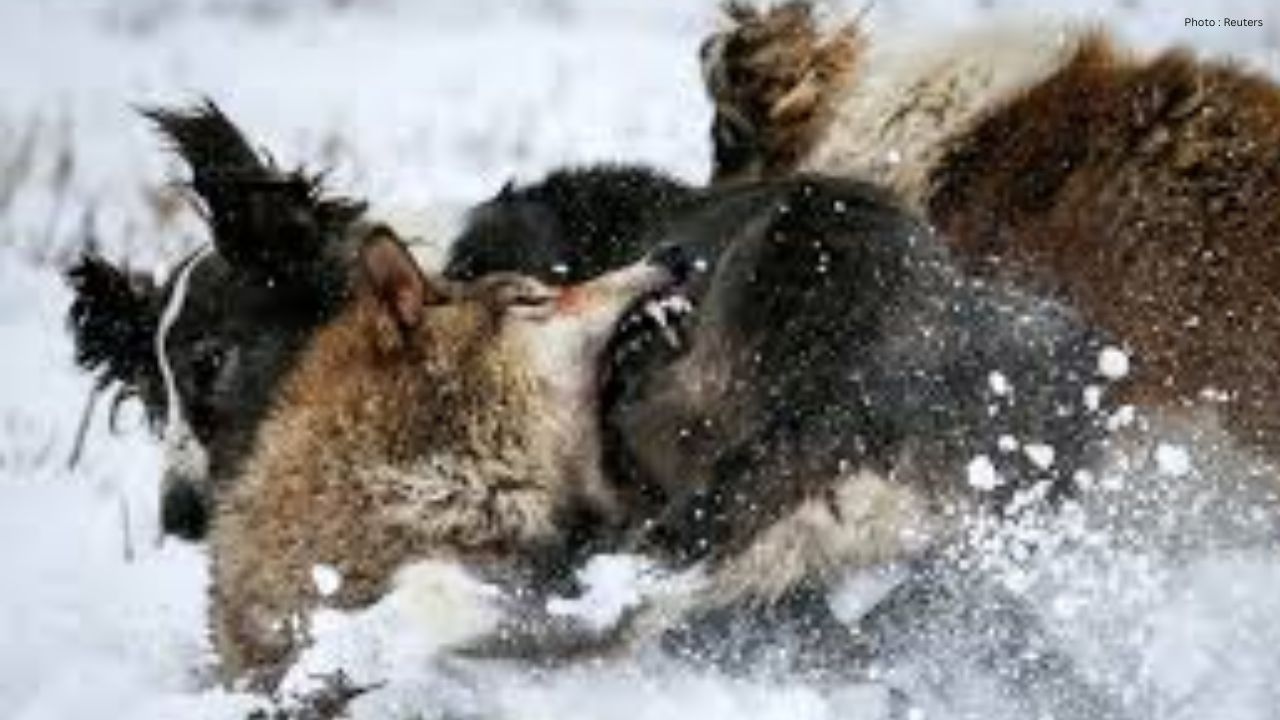 Wildlife Advocates 'Disappointed' By Strychnine Decision