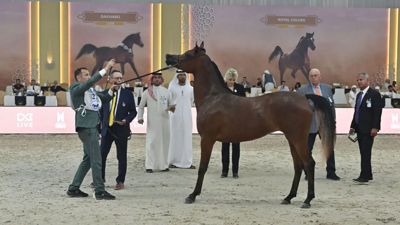 Dubai's Grand Arabian Horse Championship 2026 Begins