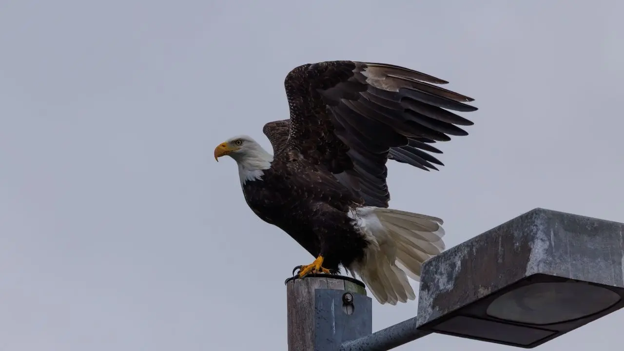 Fighting Bald Eagles Freed From Power Line In Surrey