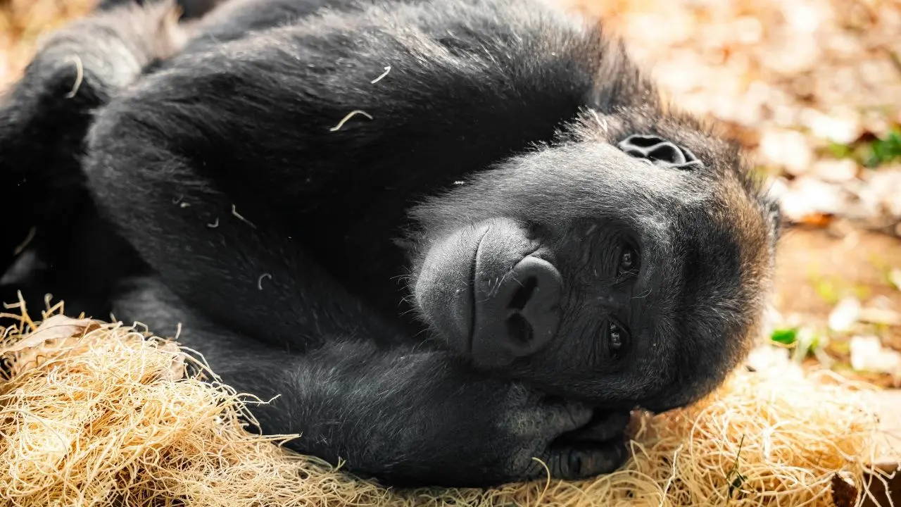 Lonely Gorilla Bua Noi Stirs Controversy in Bangkok Zoo