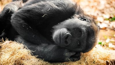 Lonely Gorilla Bua Noi Stirs Controversy in Bangkok Zoo