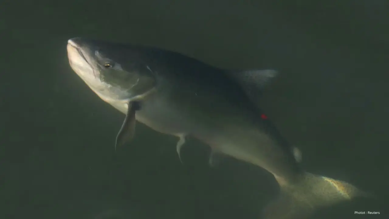 Canada Expands Chinook Salmon Marking For Conservation