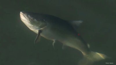 Canada Expands Chinook Salmon Marking For Conservation