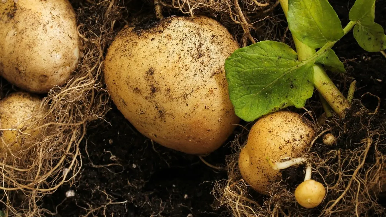 Exciting Prospects for Potato Farming in Turkmenistan's Balkan Region