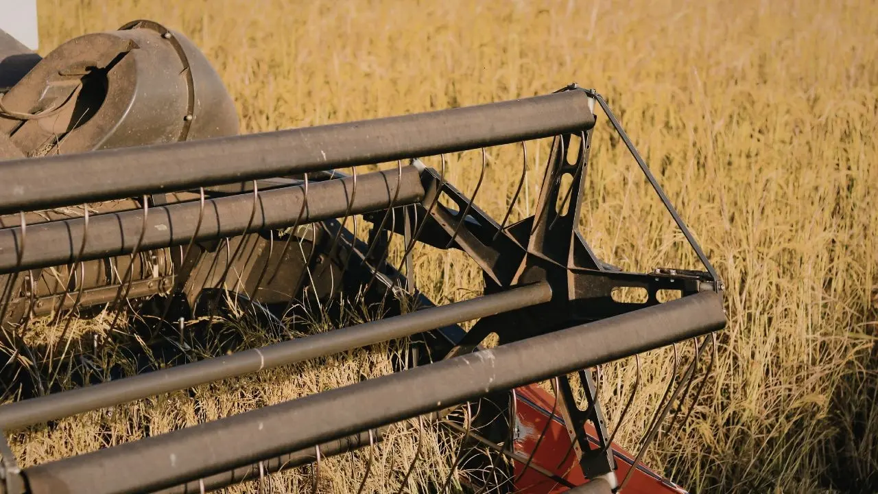 Growing Wheat Harvest in Dhofar's Al Najd