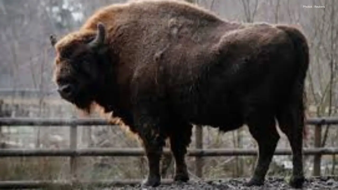 Canada Sends Wood Bison To Alaska For Conservation