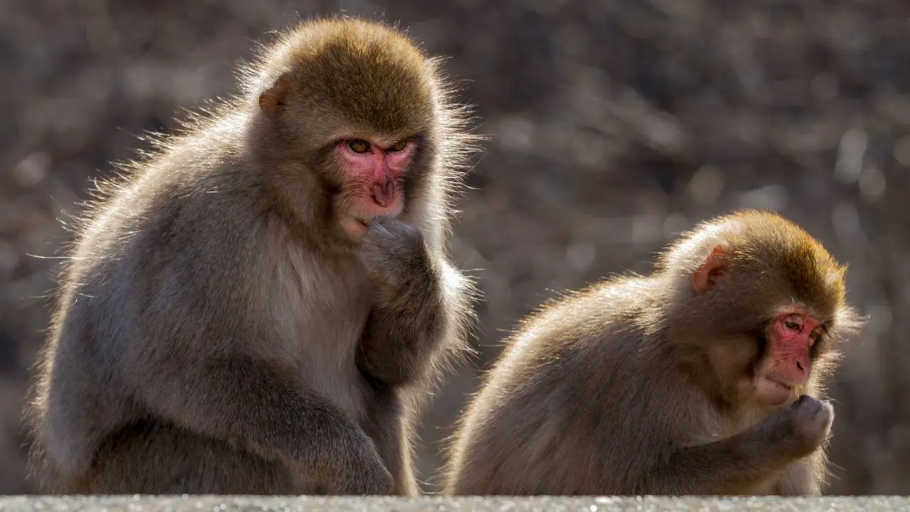 Monkey Attack Injures US Sailor in Thailand During Deployment