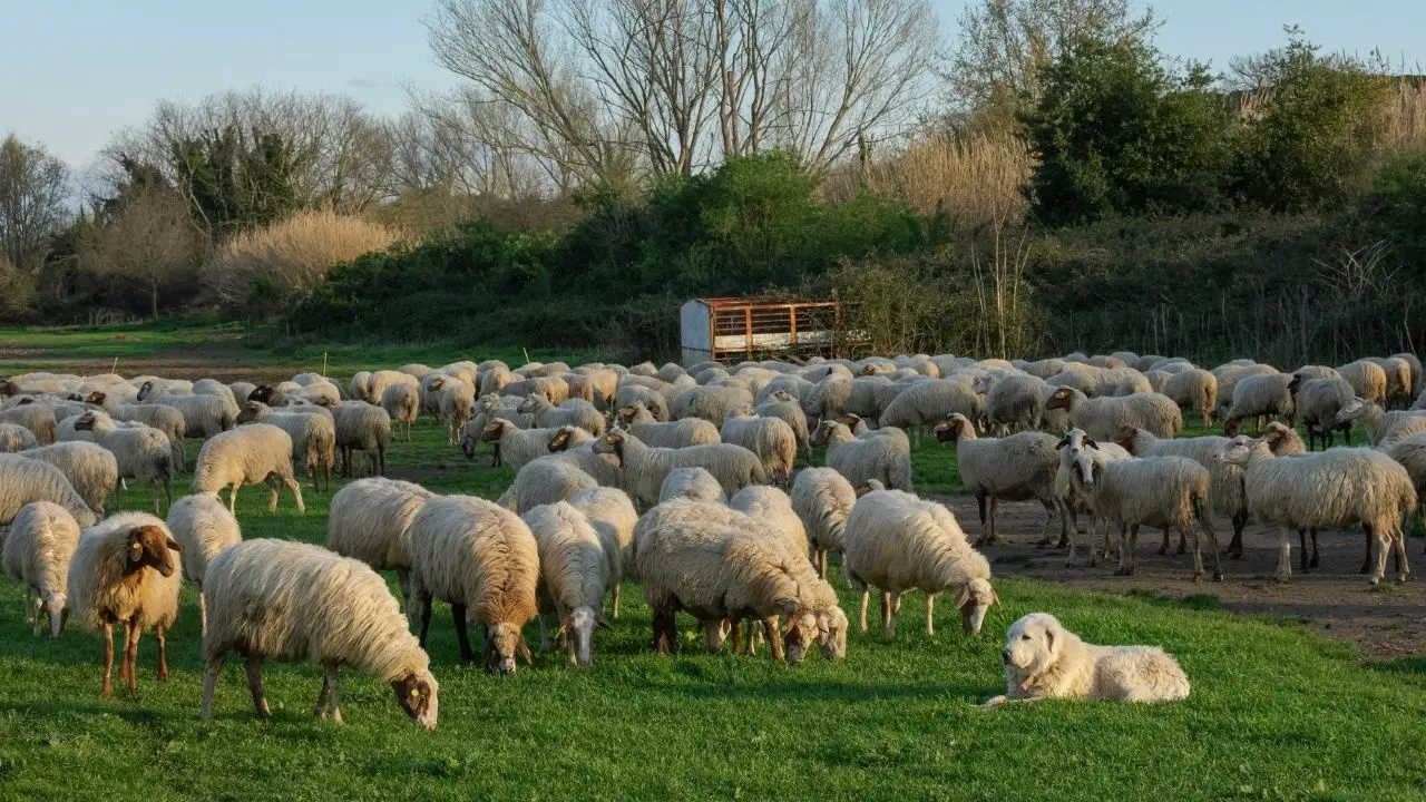 Successful Conclusion of Lambing Season in Mary Velayat