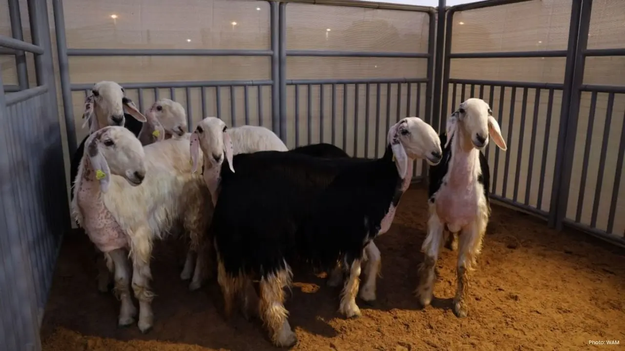 Celebrating World Veterinary Day: ADAFSA's Efforts for Animal Health