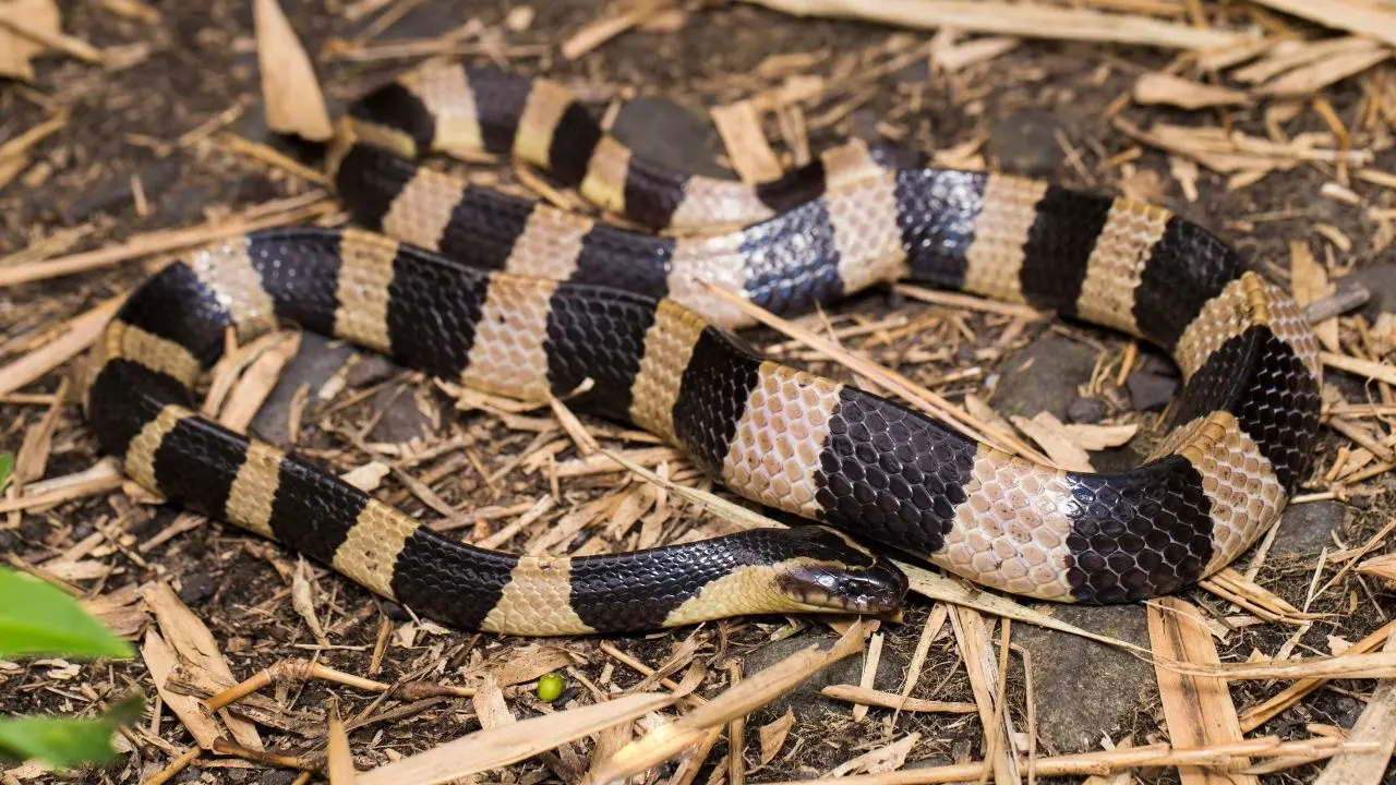 Kozhikode Home Discovers Five Venomous Snakes