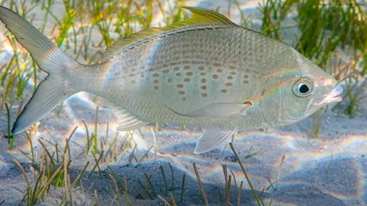 Abu Dhabi Revamps 2026 Fishing Regulations, Greenlights Badah Catch