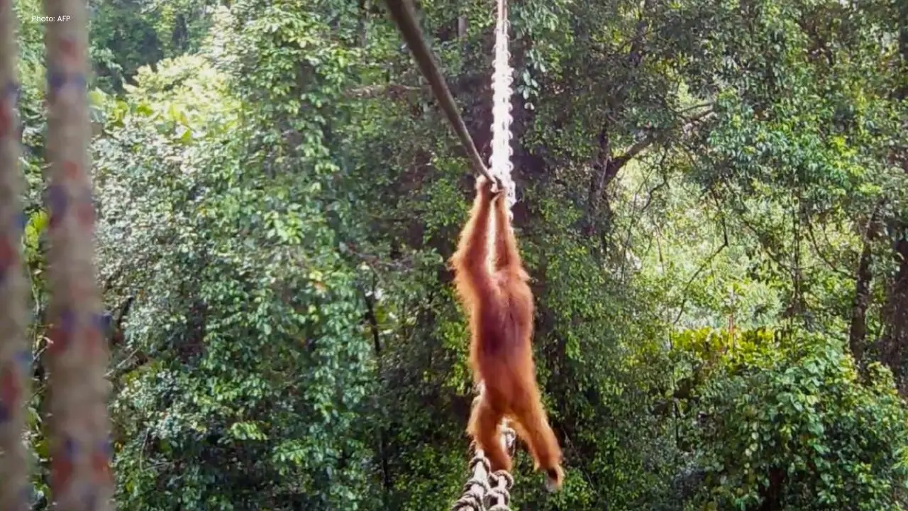 Inspiring Moment: Orangutan Crosses Canopy Bridge in Sumatra