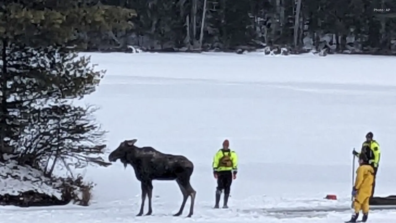 Saskatchewan Tow Truck Driver Rescues Moose From Ice