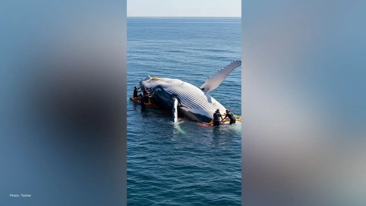 Millionaire-Backed Rescue Of Stranded Humpback  Timmy  Approved