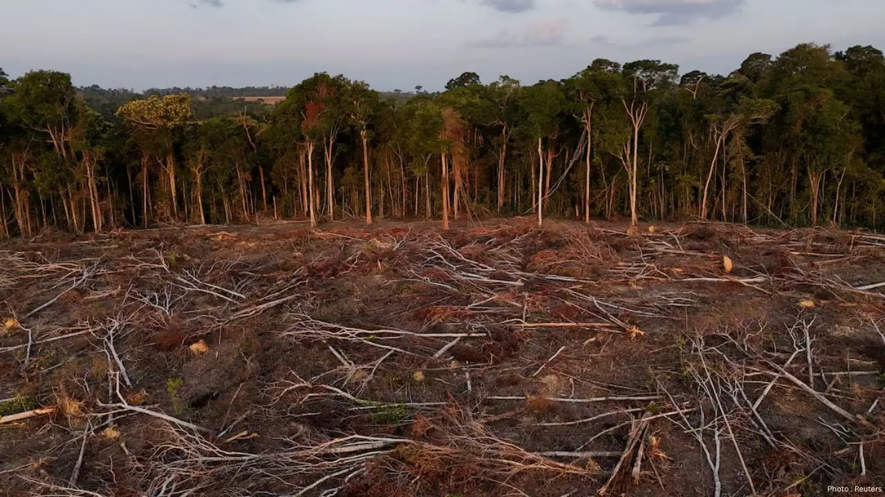 Global Tropical Forest Loss Declines in 2025, Yet Deforestation Issues Persist