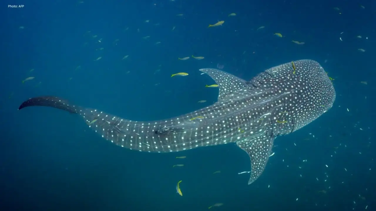New Study Uncovers Vital Whale Shark Habitats in Indonesia