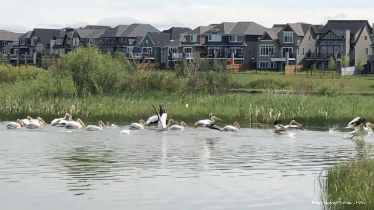 Child Hospitalized After Possible Drowning At Calgary Beach