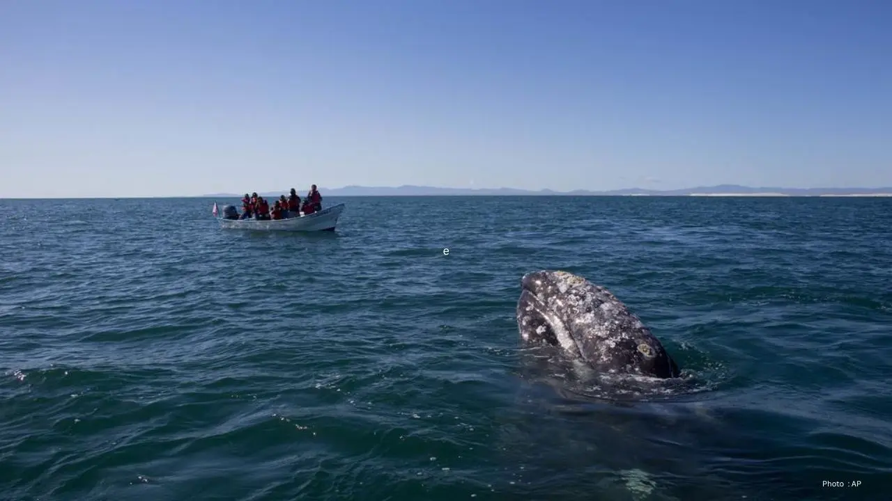 Video Captures Grey Whale Being Struck By Jet Ski Rider In Vancouver