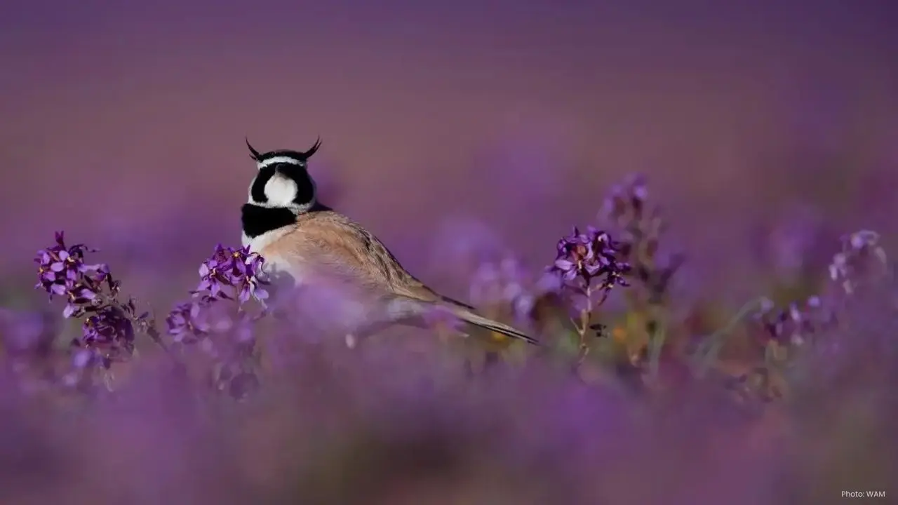 Al-Jouf: A Premier Hub for Migratory Birds as Captured by Photographer