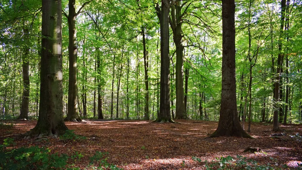 Vietnam Enhances Sanctions for Forest Offenses