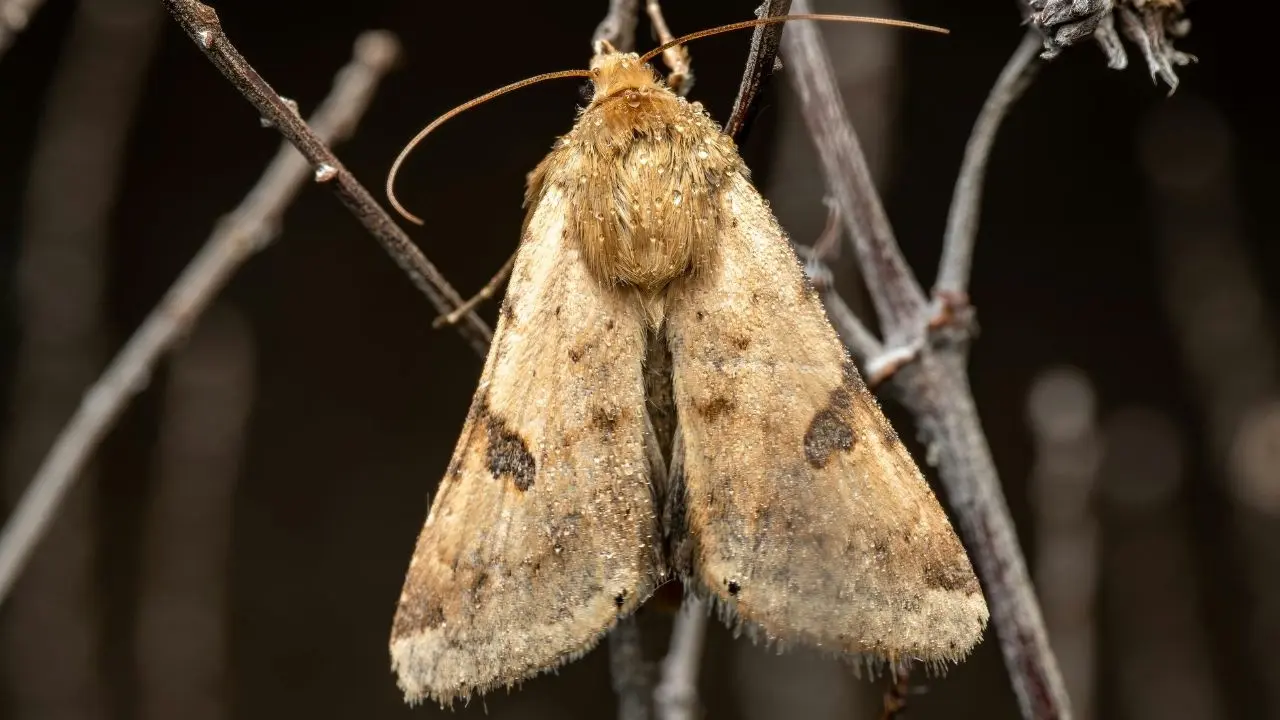 Buff-Tip Moth Endangers Agriculture in Ladakh