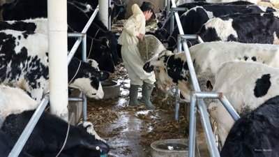 What's The Deal With 6% fat Milk  Newly On The Market In Ontario