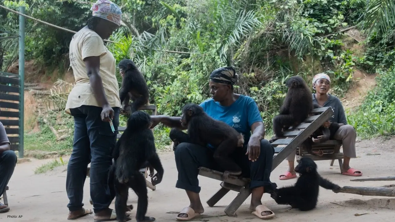 Congo's Bonobo Sanctuary Offers Hope for Endangered Orphans
