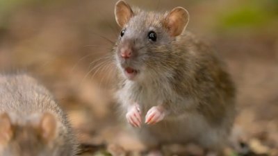 Don’t ‘Mouse Around With Spring Cleaning  Interior Health Warning On Hantavirus