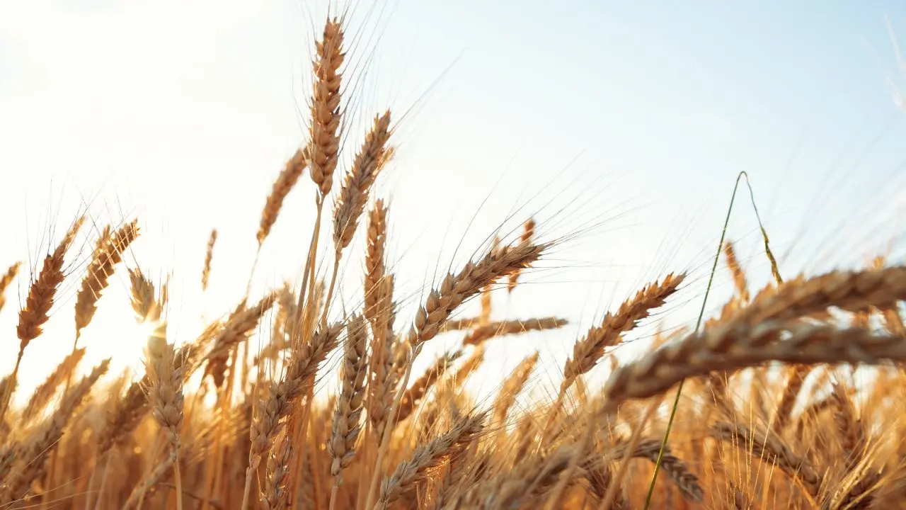Asian Flour Millers Intensify Wheat Imports Amid Supply Concerns