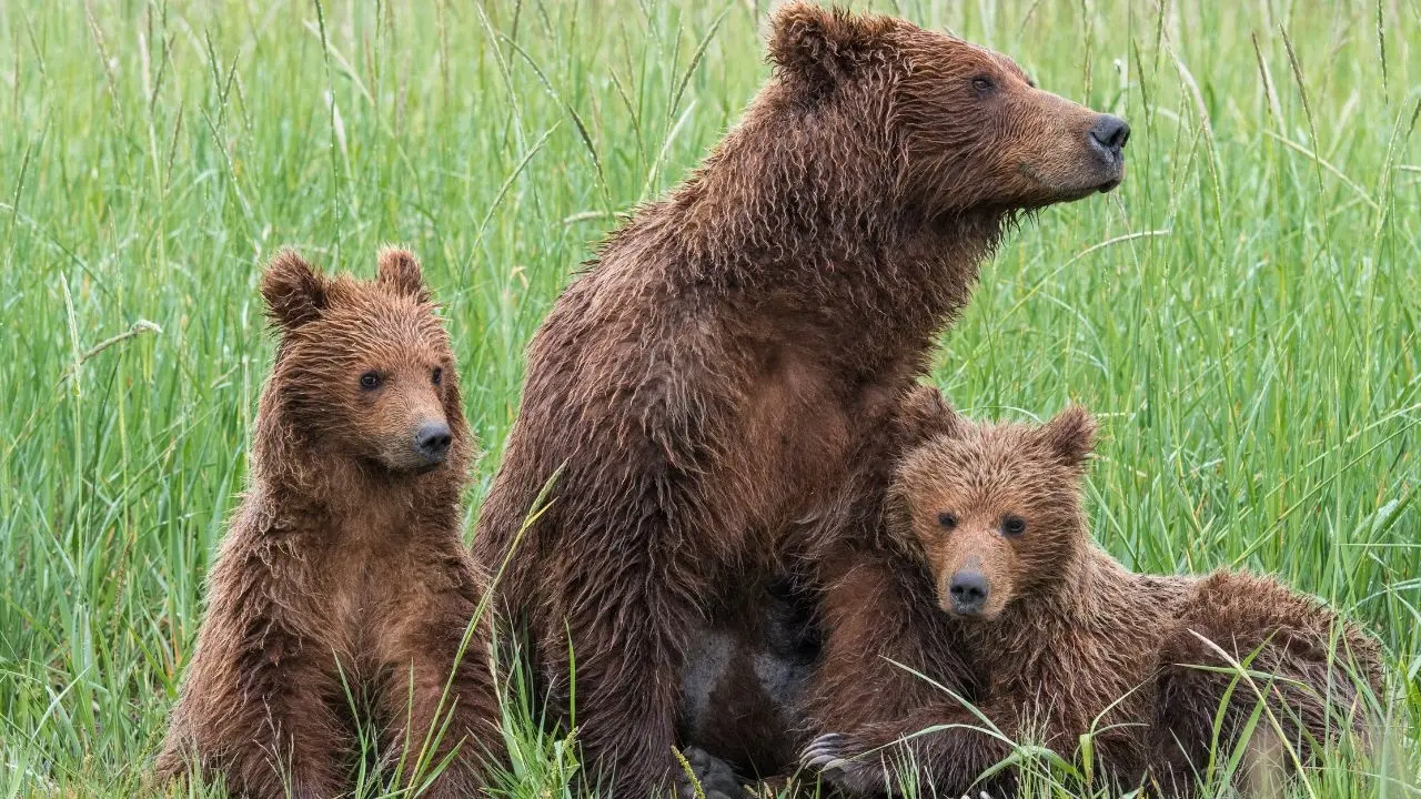 Exceptional Sighting of Brown Bear Family in Kinnaur