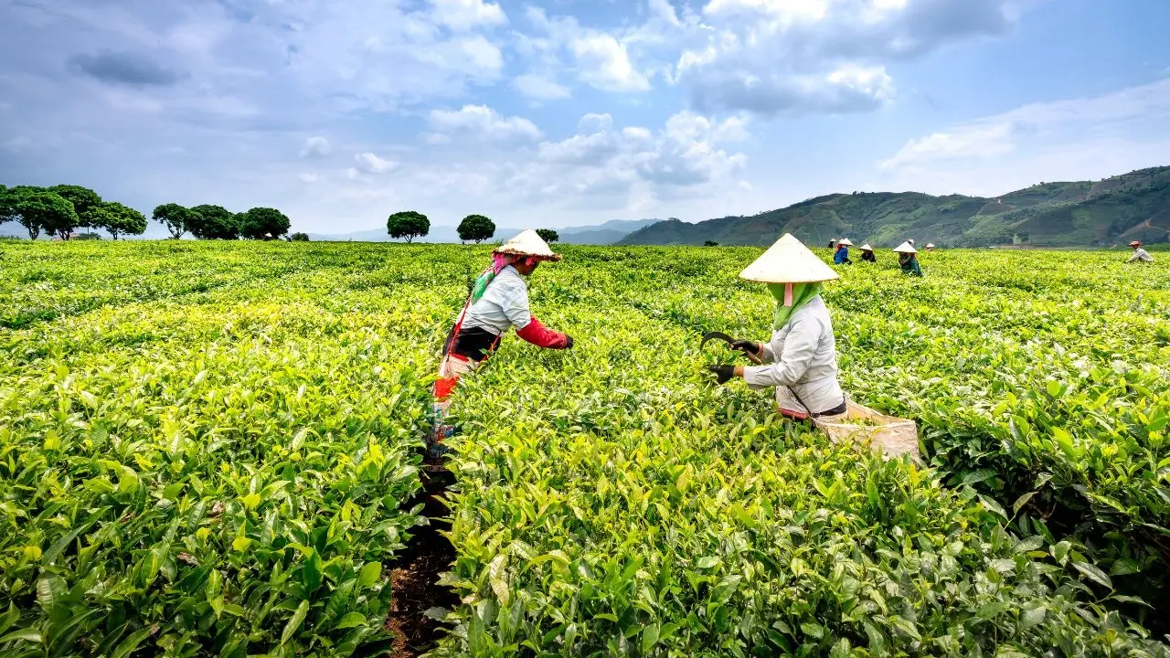 Vietnam Updates Support Framework for Cooperatives