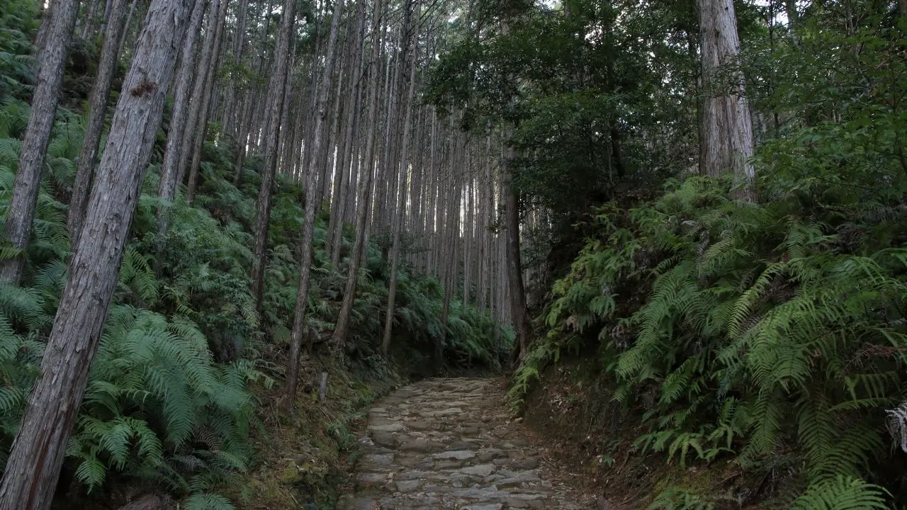 Historic Forestry Policy Fuels Japan’s Allergy Epidemic