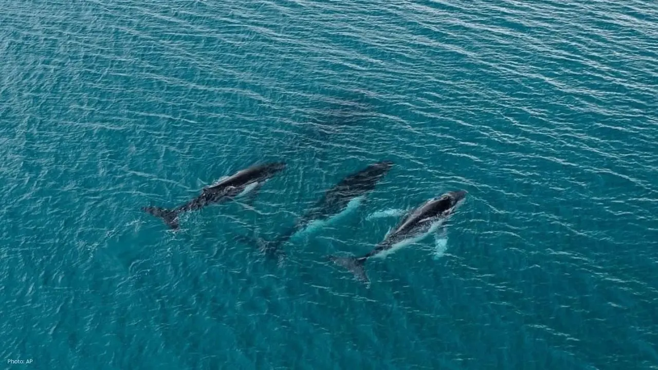 Humpback Whales Achieve Historic 15,000 KM Migration
