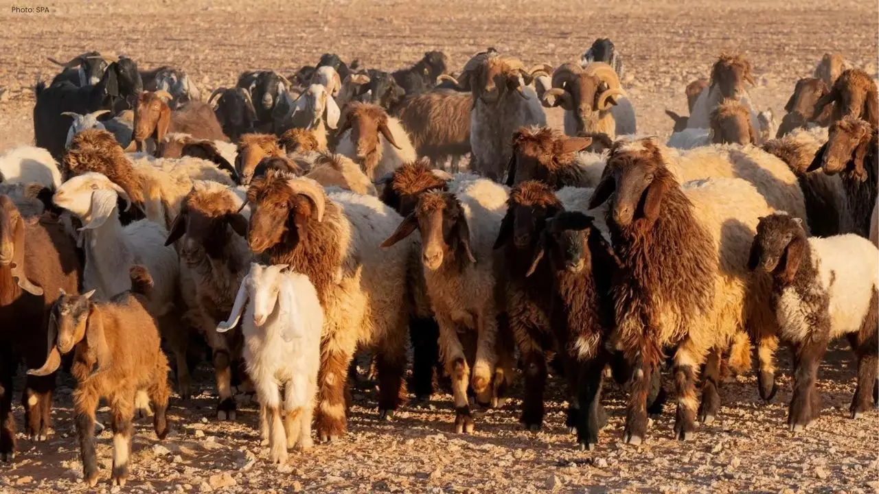 Saudi Arabia Set for Hajj 1447 with Ample Supply of Sacrificial Animals