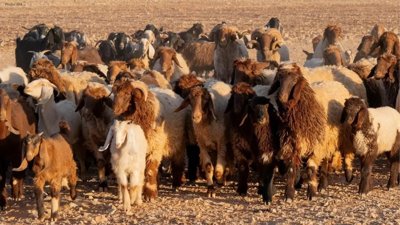 Saudi Arabia Set for Hajj 1447 with Ample Supply of Sacrificial Animals