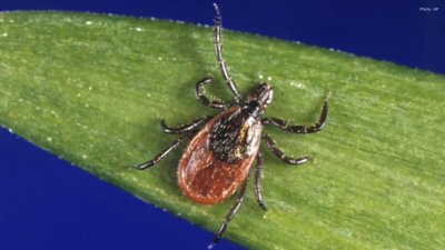 Ticks Are Coming for You Experts Warn Tick-Related Illnesses Rising Across Canada