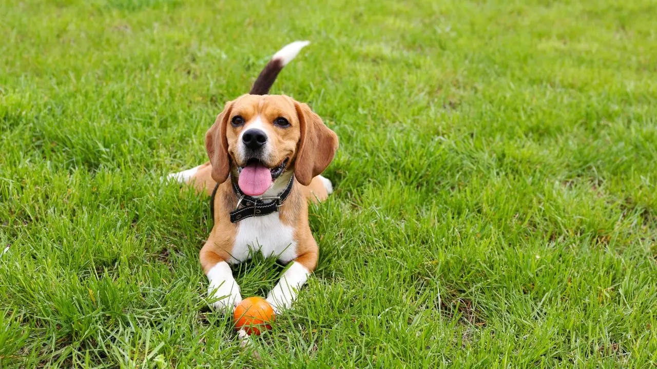 Revolutionary AI Device Translates Pet Language