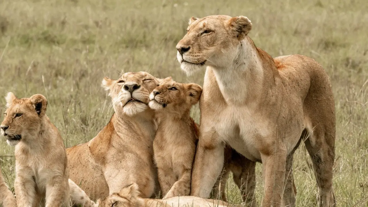 Gujarat's Gir Forest Faces Virus Concerns After Cub Deaths